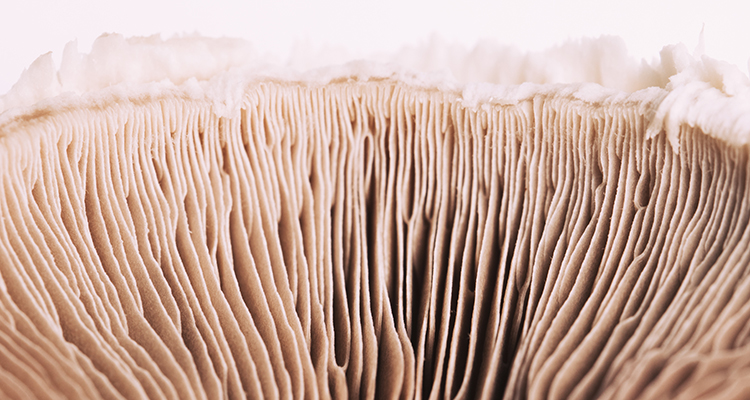 The Best Mushrooms for Chronic Pain